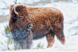 Lorraine_Logan_FNP_1