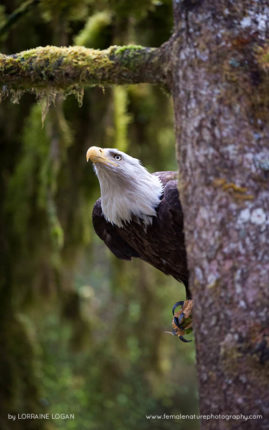 Lorraine_Logan_FNP_10