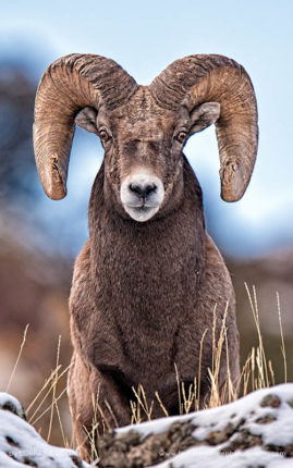 Lorraine_Logan_FNP_11