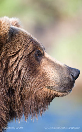 Lorraine_Logan_FNP_15