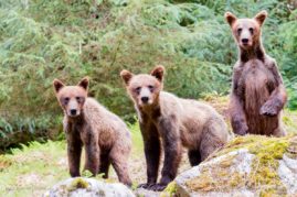 Lorraine_Logan_FNP_2