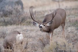 Lorraine_Logan_FNP_3