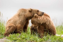 Lorraine_Logan_FNP_4