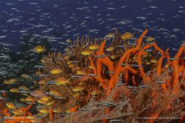 Natalie_Bondarenko_FNP_1