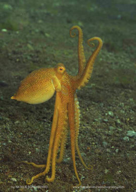 Natalie_Bondarenko_FNP_12