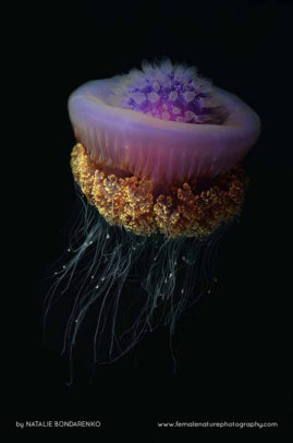 Natalie_Bondarenko_FNP_14