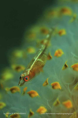 Natalie_Bondarenko_FNP_15