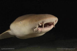 Natalie_Bondarenko_FNP_4