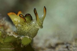 Natalie_Bondarenko_FNP_6