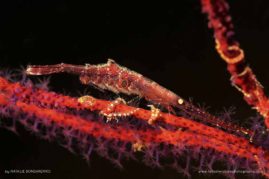 Natalie_Bondarenko_FNP_7