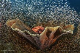 Natalie_Bondarenko_FNP_9