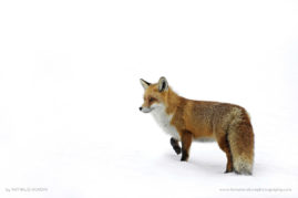 Nathalie_Houdin_FNP_10