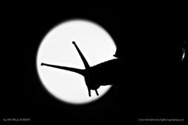 Nathalie_Houdin_FNP_4