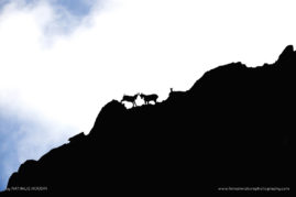 Nathalie_Houdin_FNP_5