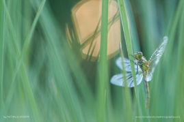 Nathalie_Houdin_FNP_6