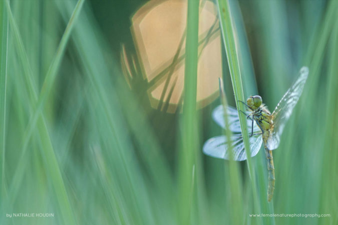 Nathalie_Houdin_FNP_6