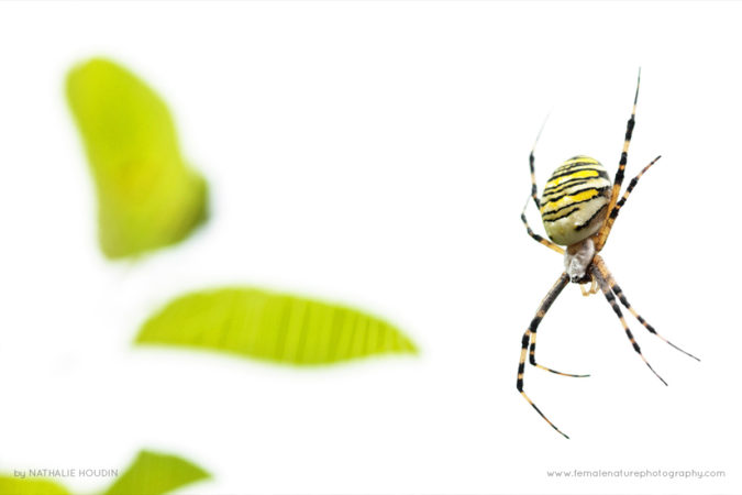 Nathalie_Houdin_FNP_7