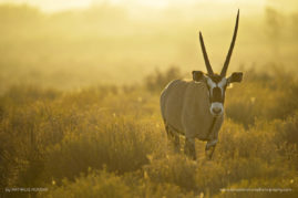 Nathalie_Houdin_FNP_9