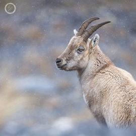 Portfolio carousel 32