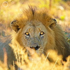 Portfolio carousel 35