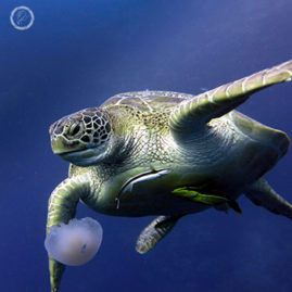 Portfolio carousel 36 FNP