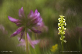 Severine_Greyo_FNP_11