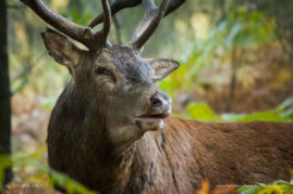 Severine_Greyo_FNP_3