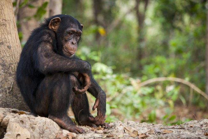 Severine_Greyo_FNP_6