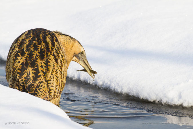 Severine_Greyo_FNP_7