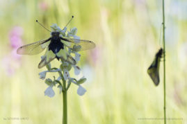 Severine_Greyo_FNP_8