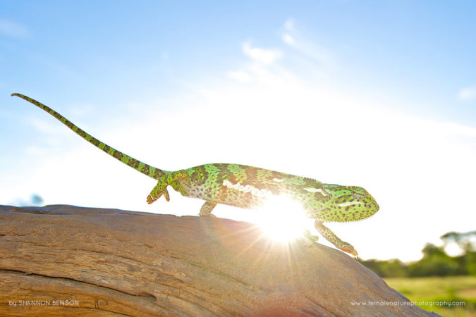 Shannon_Benson_FNP_10