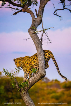 Shannon_Benson_FNP_12