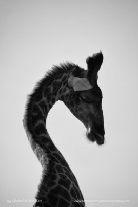 Shannon_Benson_FNP_14