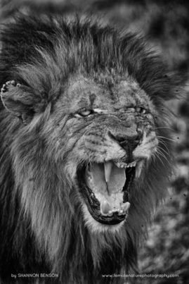 Shannon_Benson_FNP_15