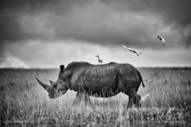 Shannon_Benson_FNP_2