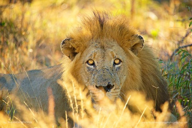 Shannon_Benson_FNP_6