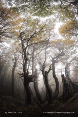 Ambre_de_L'AlPe_FNP_13