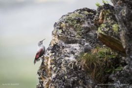 Elise_Julliard_FNP_1