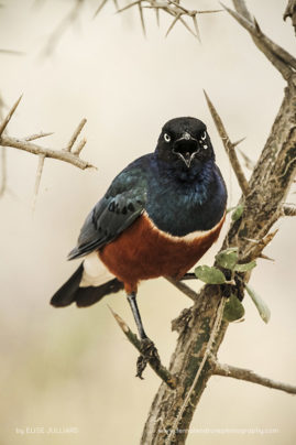 Elise_Julliard_FNP_10