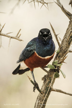 Elise_Julliard_FNP_10