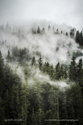 Elise_Julliard_FNP_13