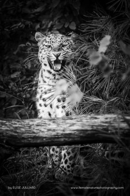 Elise_Julliard_FNP_14