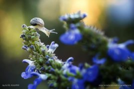 Elise_Julliard_FNP_5