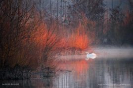 Elise_Julliard_FNP_7