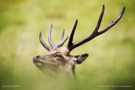 Elise_Julliard_FNP_8