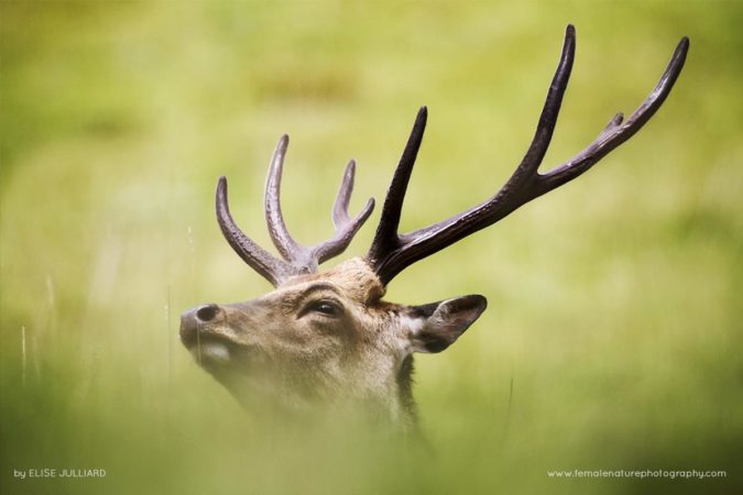 Elise_Julliard_FNP_8