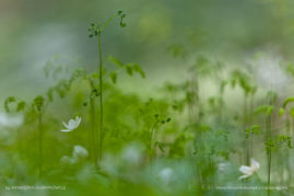 Katarzyna_Gubrynowicz_FNP_6