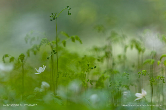 Katarzyna_Gubrynowicz_FNP_6