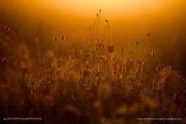 Katarzyna_Gubrynowicz_FNP_7