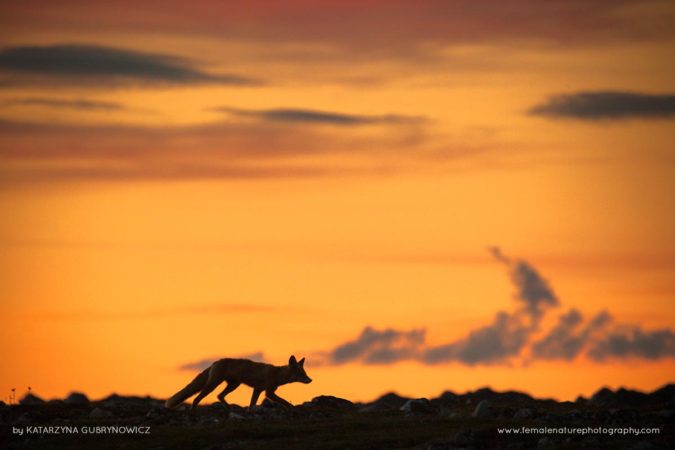 Katarzyna_Gubrynowicz_FNP_8